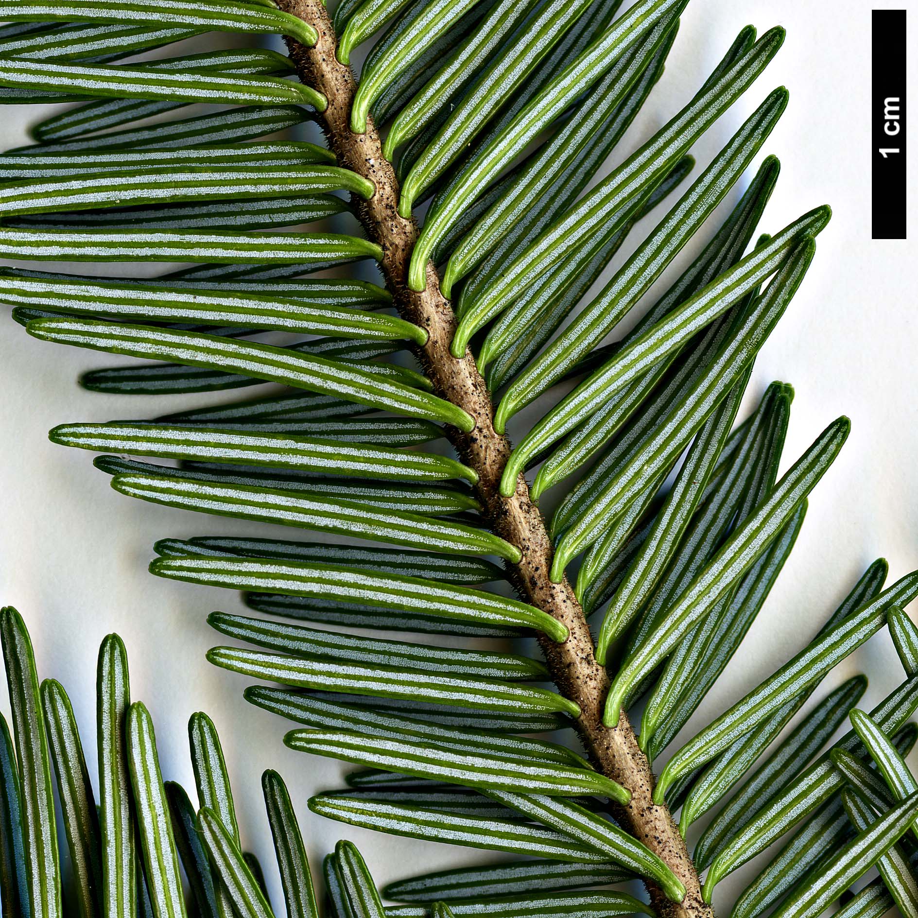 High resolution image: Family: Pinaceae - Genus: Abies - Taxon: balsamea - SpeciesSub: var. phanerolepis